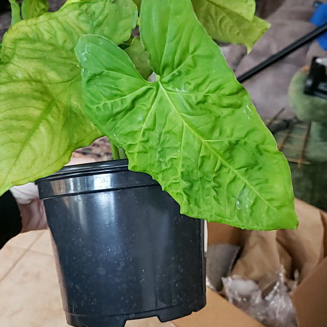 Photo of the plant species Syngonium steyermarkii by @PoshVerahiggins named Xena on Greg, the plant care app