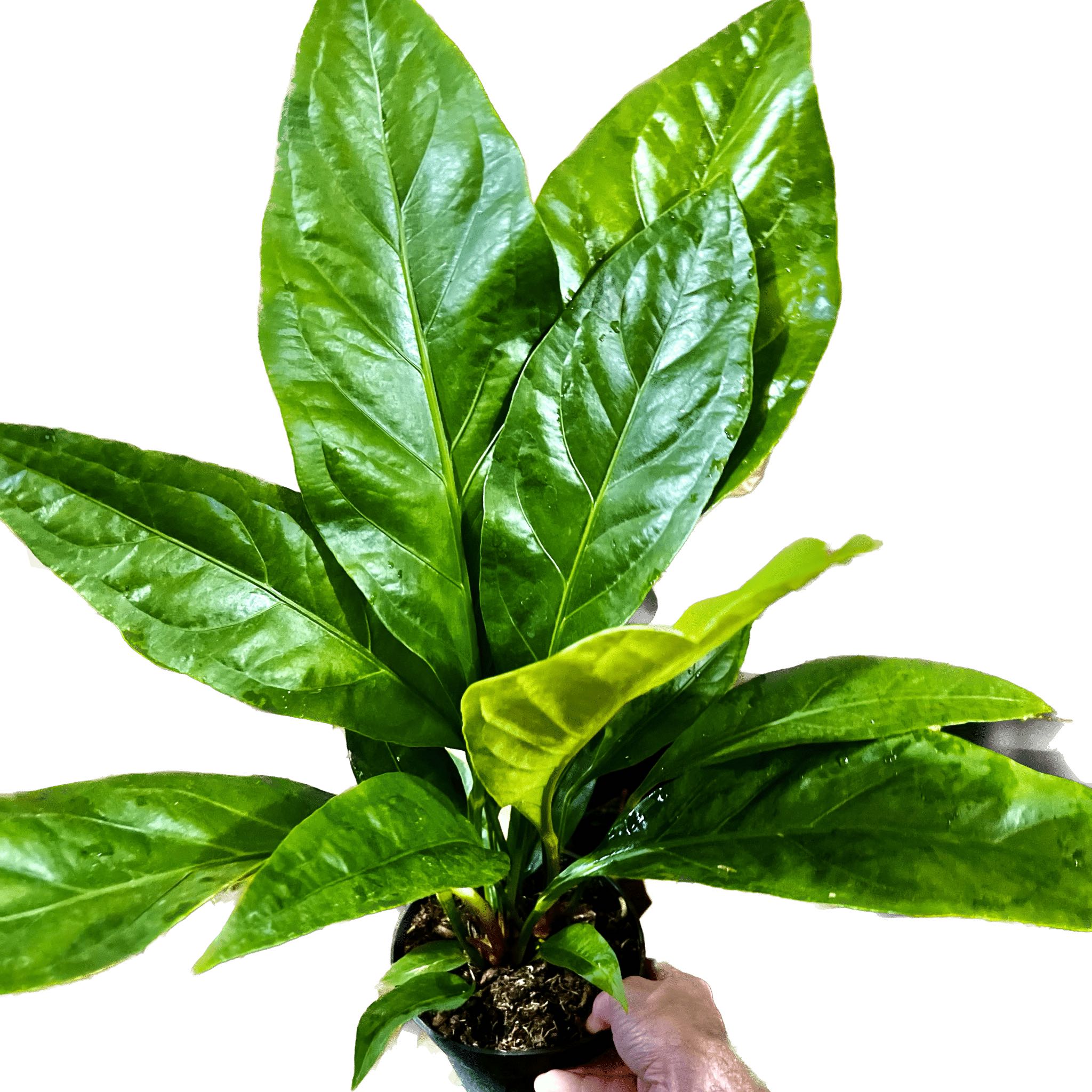 Photo of the plant species Anthurium Jungle King by @LitheCoralswirl named Jungle bush 1 on Greg, the plant care app