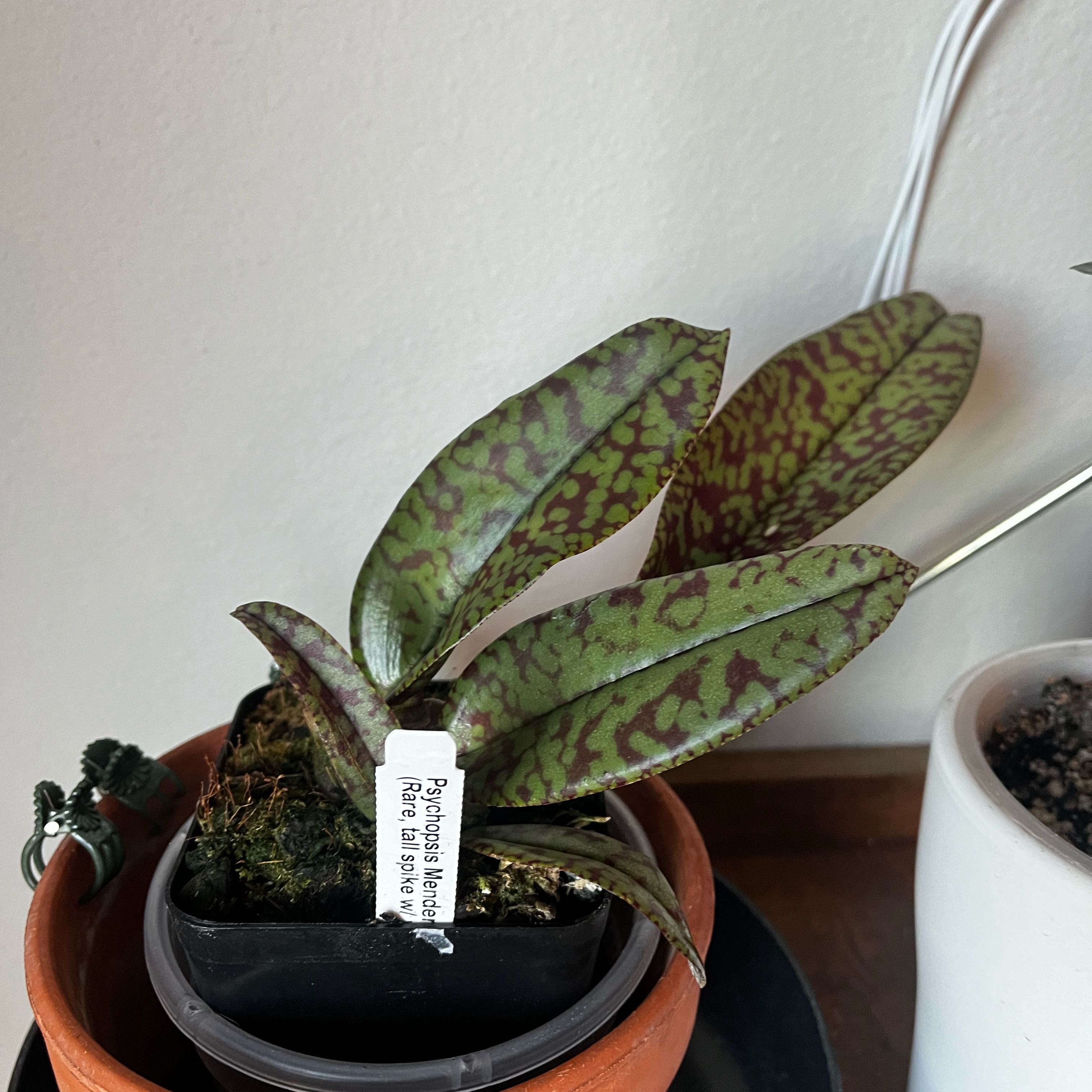 Photo of the plant species Psychopsis mendenhall 'Hildos' by @FitKaro62 named Psyche on Greg, the plant care app