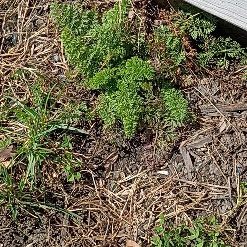 Photo of the plant species American Parsley Fern by @ResponsiveOxlip named Nithin on Greg, the plant care app