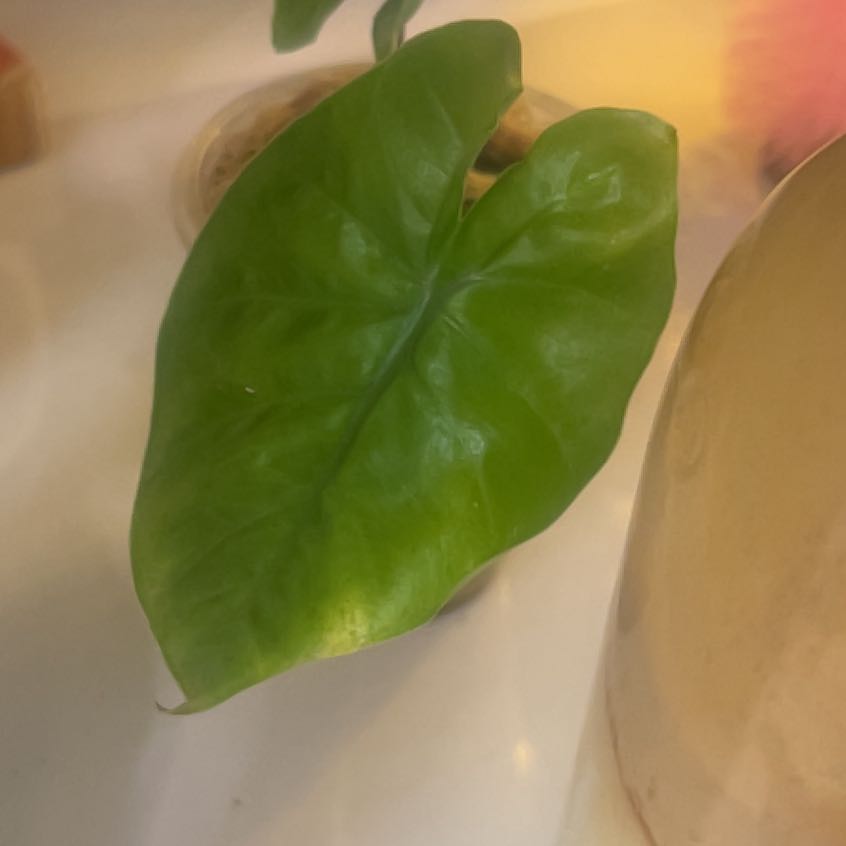 Photo of the plant species Alocasia Black Cobra by @Summerdaze named Sol on Greg, the plant care app