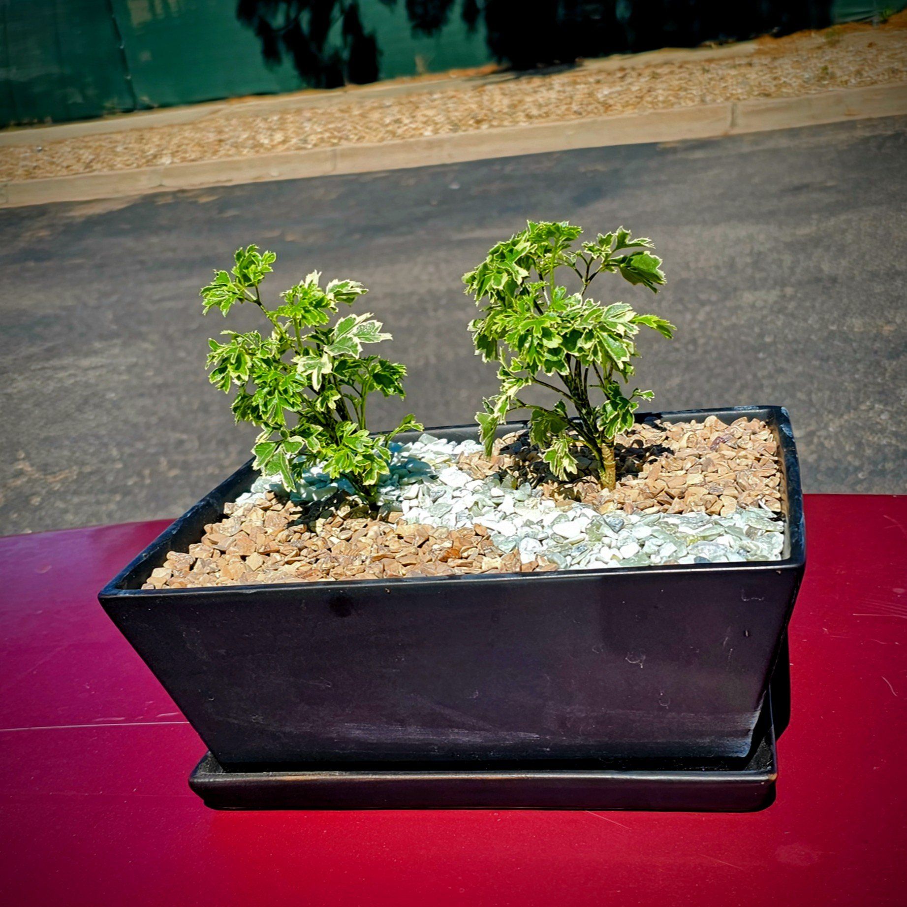 Photo of the plant species Polyscias Guilfoylei by @Lovejune16 named Chimi-changa on Greg, the plant care app