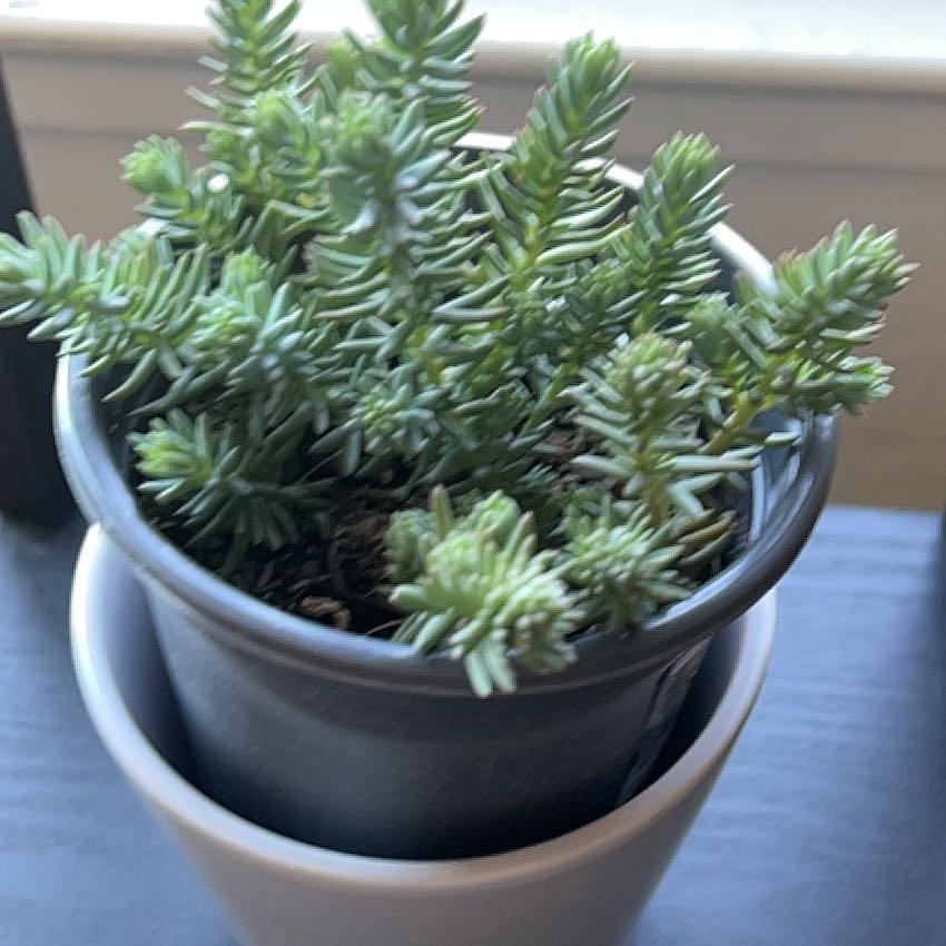 Photo of the plant species Sedum reflexum 'Blue Spruce' by @GuruChinesefir named Eva on Greg, the plant care app