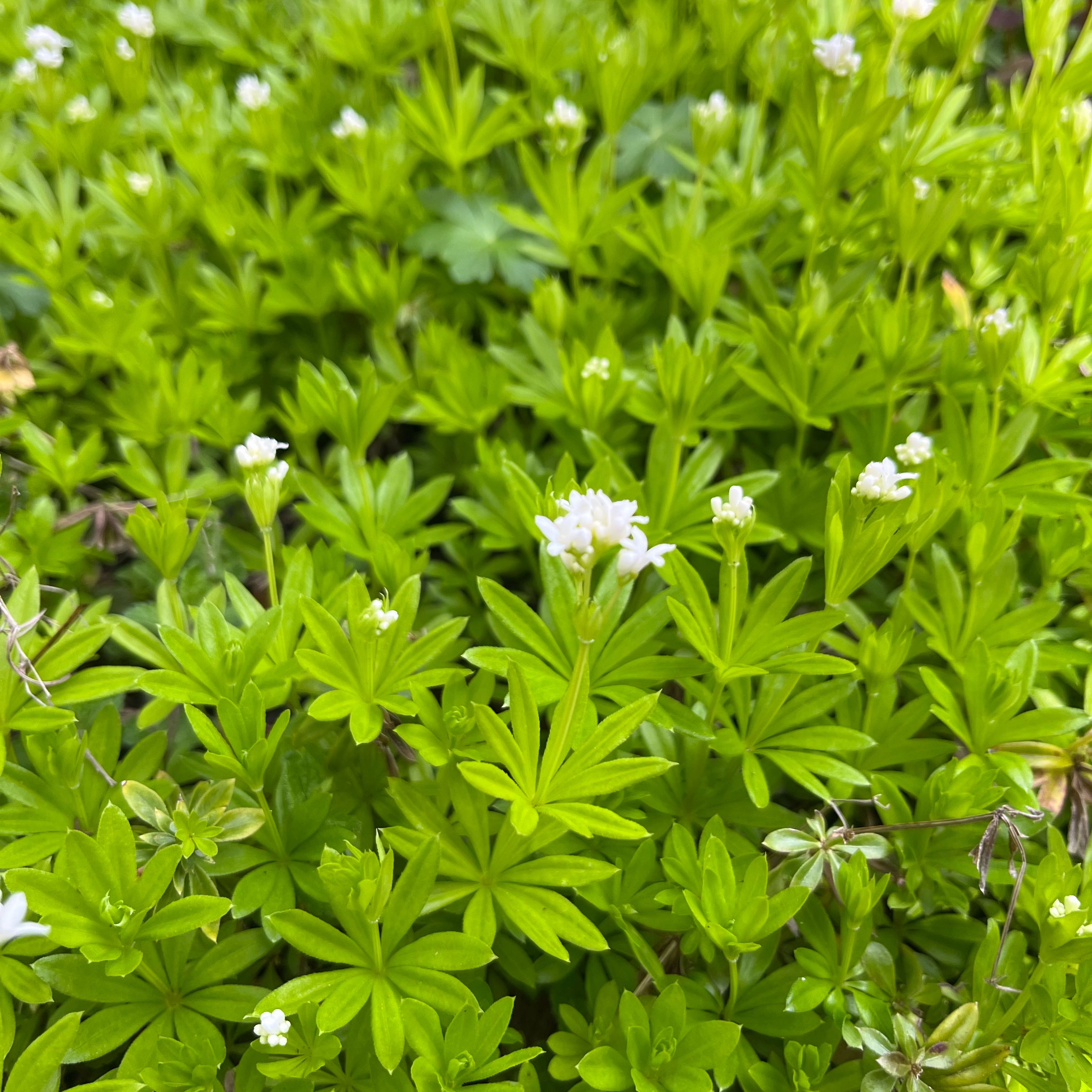 Photo of the plant species Woodruff by @ExecCeleryplant named Duke on Greg, the plant care app