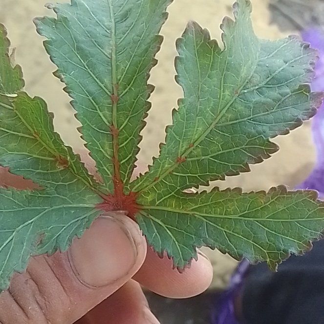 Photo of the plant species New South Wales Waratah by @PoeticPawpaw68 named Orwell on Greg, the plant care app