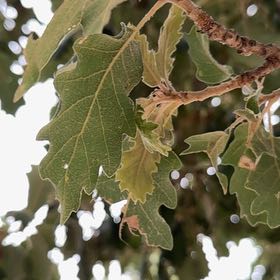Photo of the plant species Downy Oak by Paresh named Lavender on Greg, the plant care app
