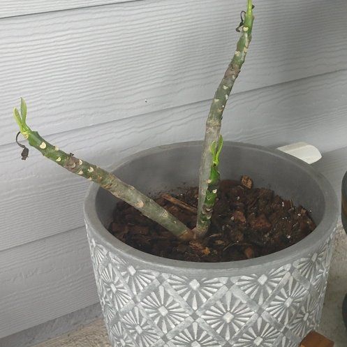 Photo of the plant species Plumeria alba by @FitCereuscactus named Nemo on Greg, the plant care app