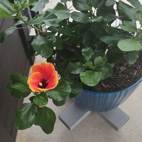 Photo of the plant species Fiesta hibiscus by @FitCereuscactus named Sex on the beach on Greg, the plant care app