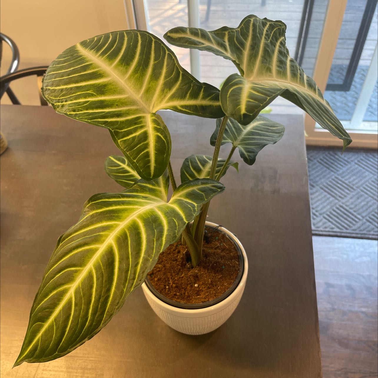 Potted Caladium lindenii 'Magnificum' with vibrant green leaves and white veins.