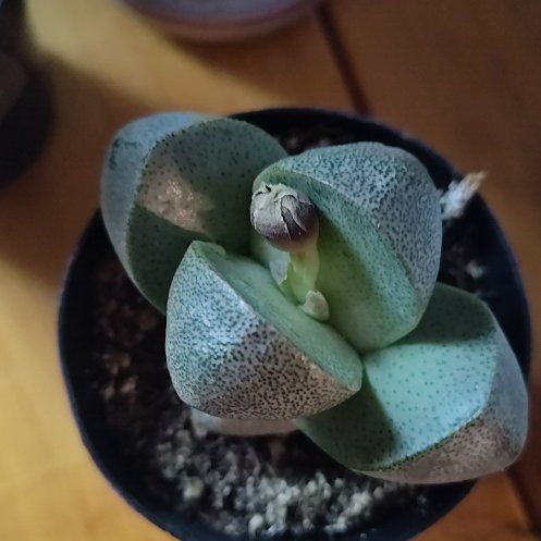 Photo of the plant species Split Rock Plant by @Mitcher17 named Fernie Mac on Greg, the plant care app