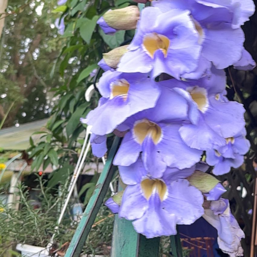 Photo of the plant species Bengal Clockvine by @HandyJade30 named Fernie Mercury on Greg, the plant care app