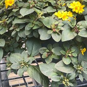 Photo of the plant species Marvel of Peru by @HandyJade30 named Leonardo on Greg, the plant care app