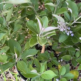 Photo of the plant species Lilac by @HandyJade30 named Bigleef Smalls on Greg, the plant care app