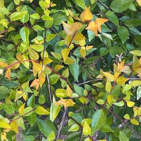 Photo of the plant species Asian Jasmine by @HandyJade30 named Fernie Mac on Greg, the plant care app
