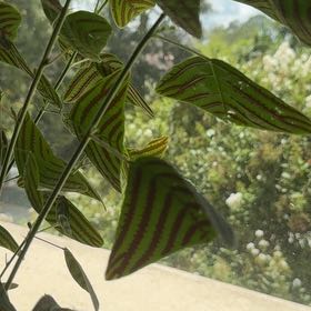 Photo of the plant species Swallowtail Plant by @UpcomingNeslia named Mollie on Greg, the plant care app