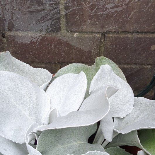Photo of the plant species California Milkweed by @FunAfricanmyrrh named Sonora on Greg, the plant care app