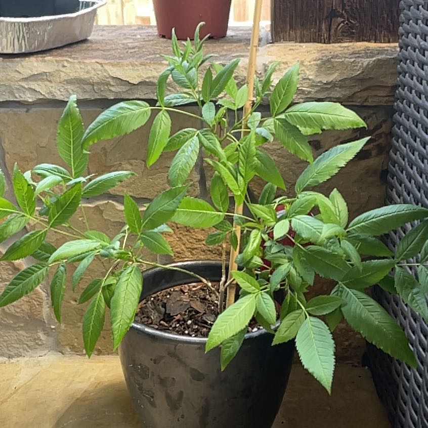 Photo of the plant species esperanza 'gold star' by @SlickStarlotus named MJ on Greg, the plant care app
