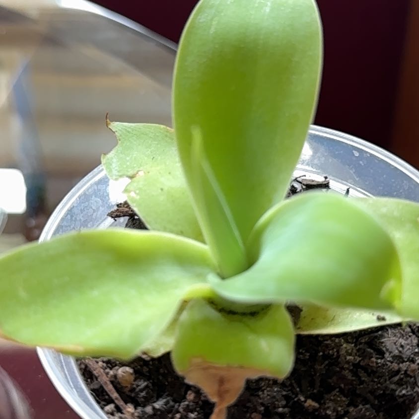 Photo of the plant species Basket Plant by @SizzlingCobnut named Kendall on Greg, the plant care app