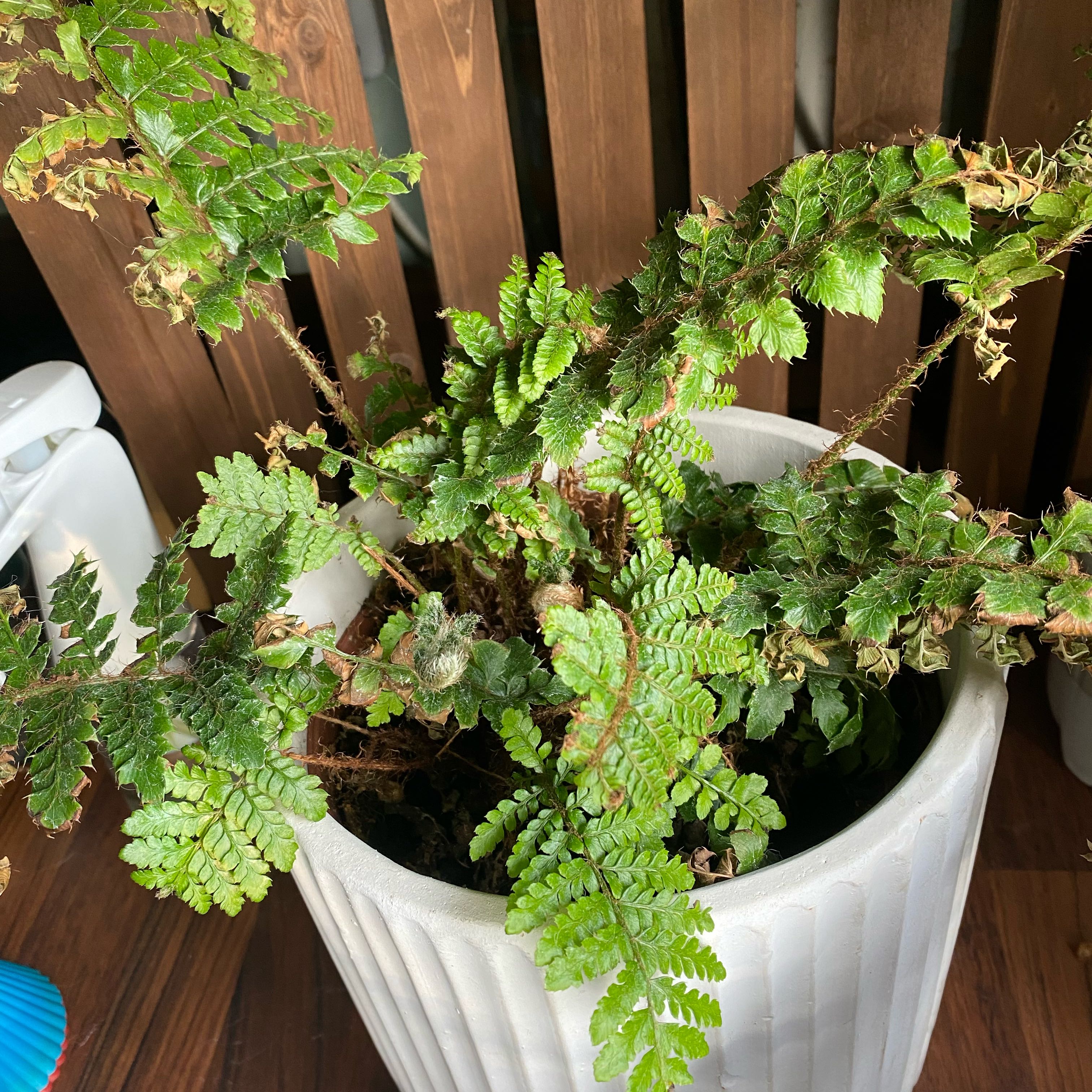 Photo of the plant species Japanese Lace Fern by @CompatibleWorm named Zeus on Greg, the plant care app