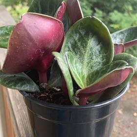 Photo of the plant species Red Fairy Crassula by @DotingHouseleek named Maeve on Greg, the plant care app