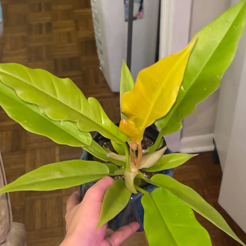 Photo of the plant species Golden Philodendron by @MeekTreeheath named Terra on Greg, the plant care app