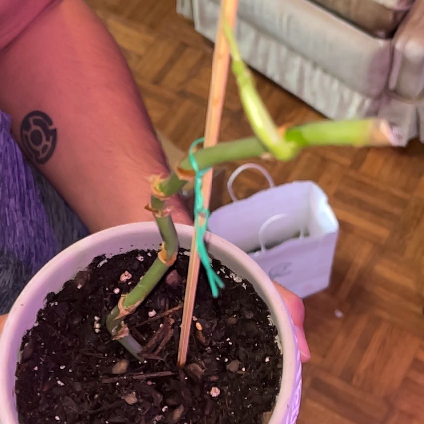 Photo of the plant species Velvet Leaf Philodendron by @MeekTreeheath named Huckleberry Fern on Greg, the plant care app
