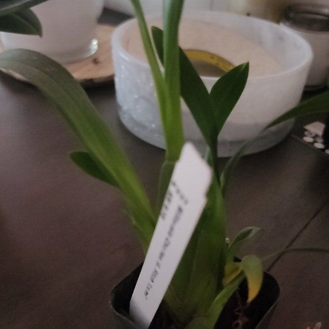 Photo of the plant species Miltassia Charles m Fitch Izumi by @VipCeleryplant named Kobe on Greg, the plant care app