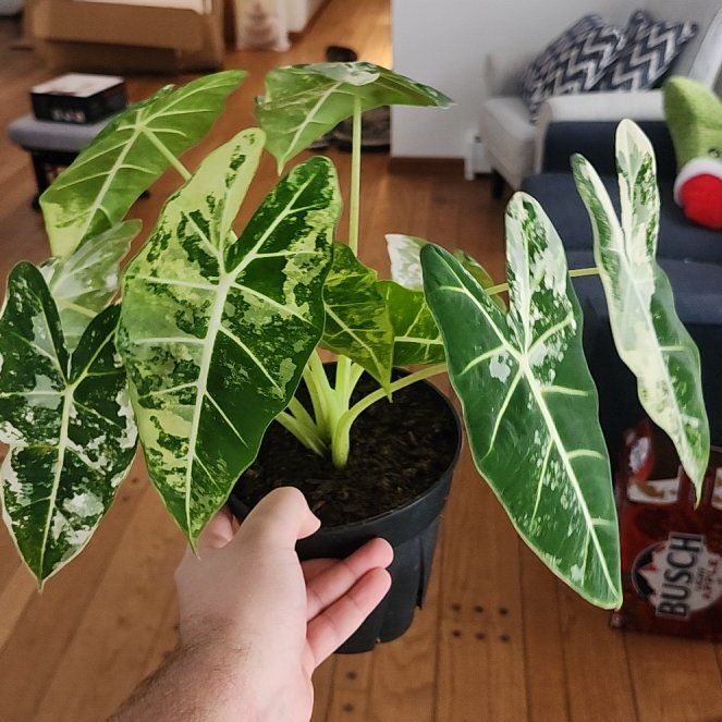 Photo of the plant species Alocasia Frydek Variegated by @ElaborateKamahi named da Vinci on Greg, the plant care app
