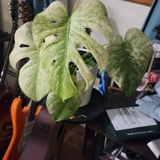 Photo of the plant species Monstera 'Mint' by @ElaborateKamahi named Apollo on Greg, the plant care app