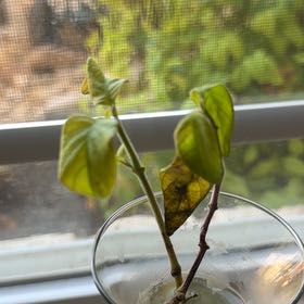 Photo of the plant species Shrimp Plant by @CoolSpanishgold named Kesha on Greg, the plant care app