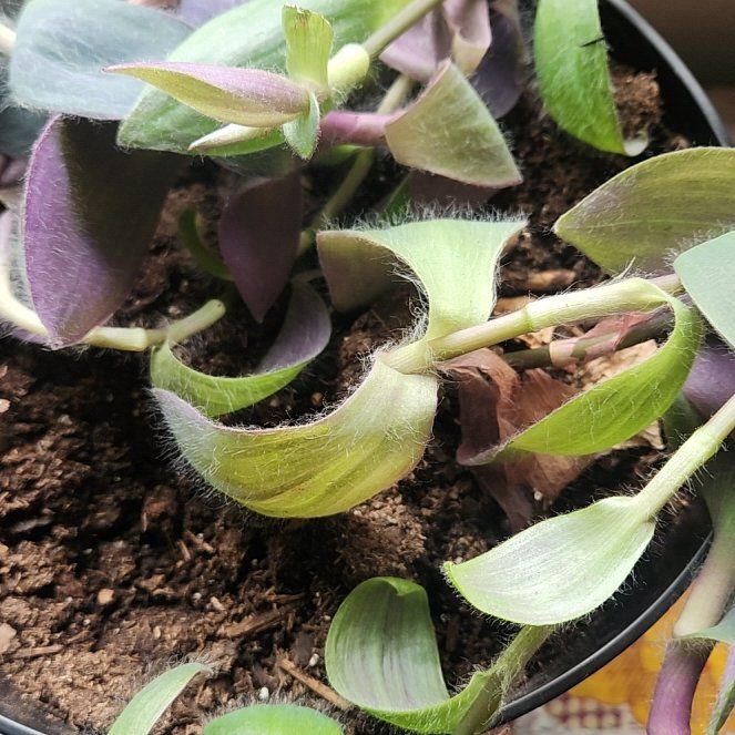 Photo of the plant species Pale Puma by @SilkyHappyplant named Madonna on Greg, the plant care app