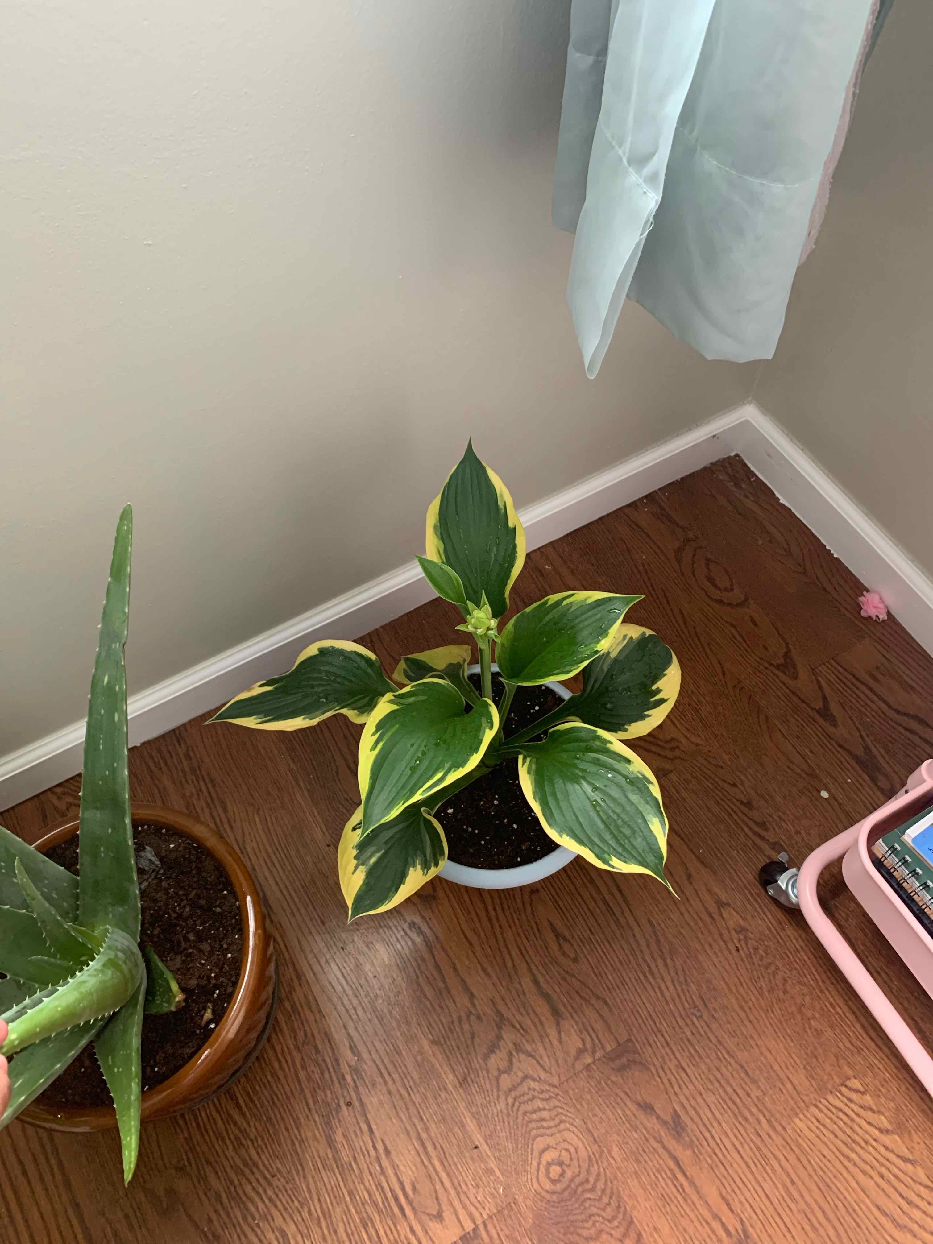 Hosta sieboldii plant with variegated leaves in a pot, another plant visible.