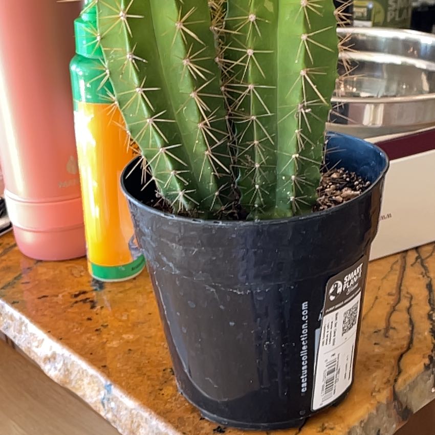 Photo of the plant species Lemaireocereus chende by @ChicPoinsettia named Clooney on Greg, the plant care app