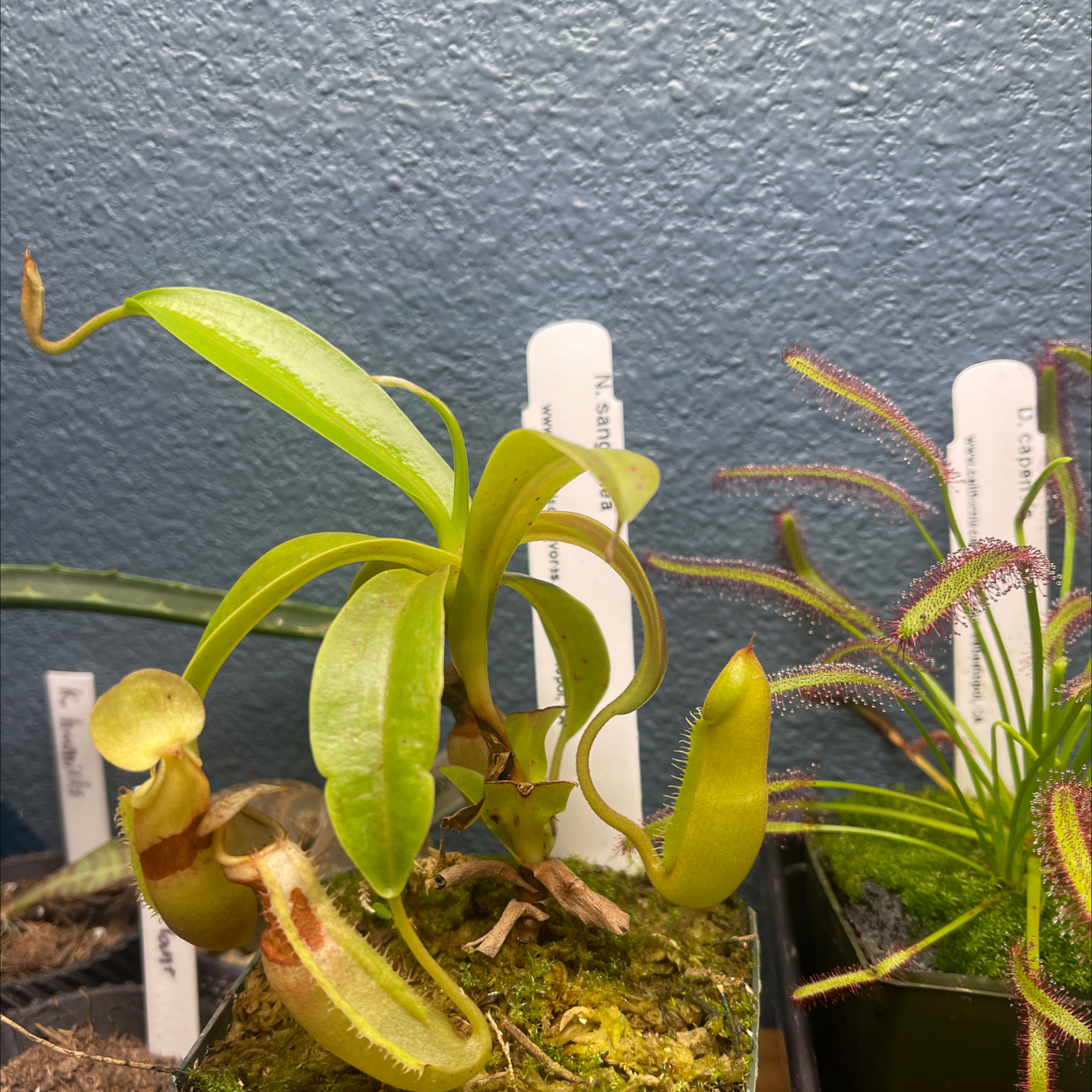 Photo of the plant species pitcher plant by @WunderkindWorm named Apollo on Greg, the plant care app
