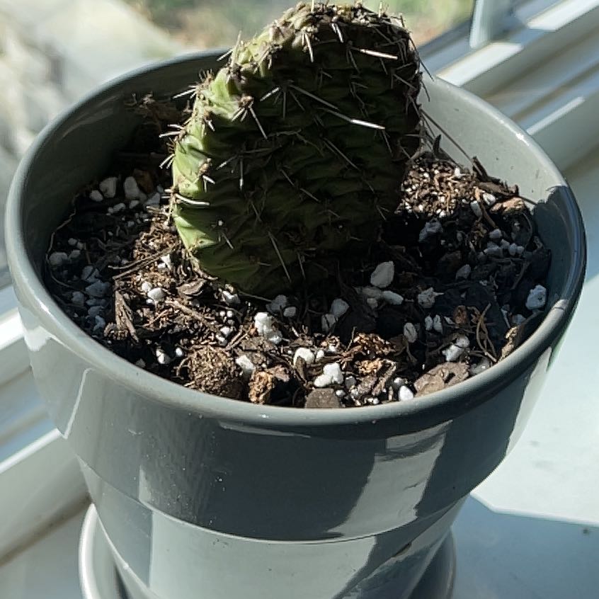 Photo of the plant species Plains Prickly Pear 'Album' by @WunderkindWorm named Sonora on Greg, the plant care app