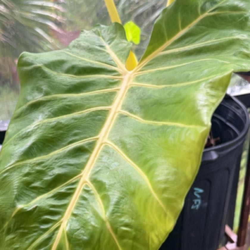Photo of the plant species Alocasia Lutea by @ManlyPetuniamix named Shakira on Greg, the plant care app