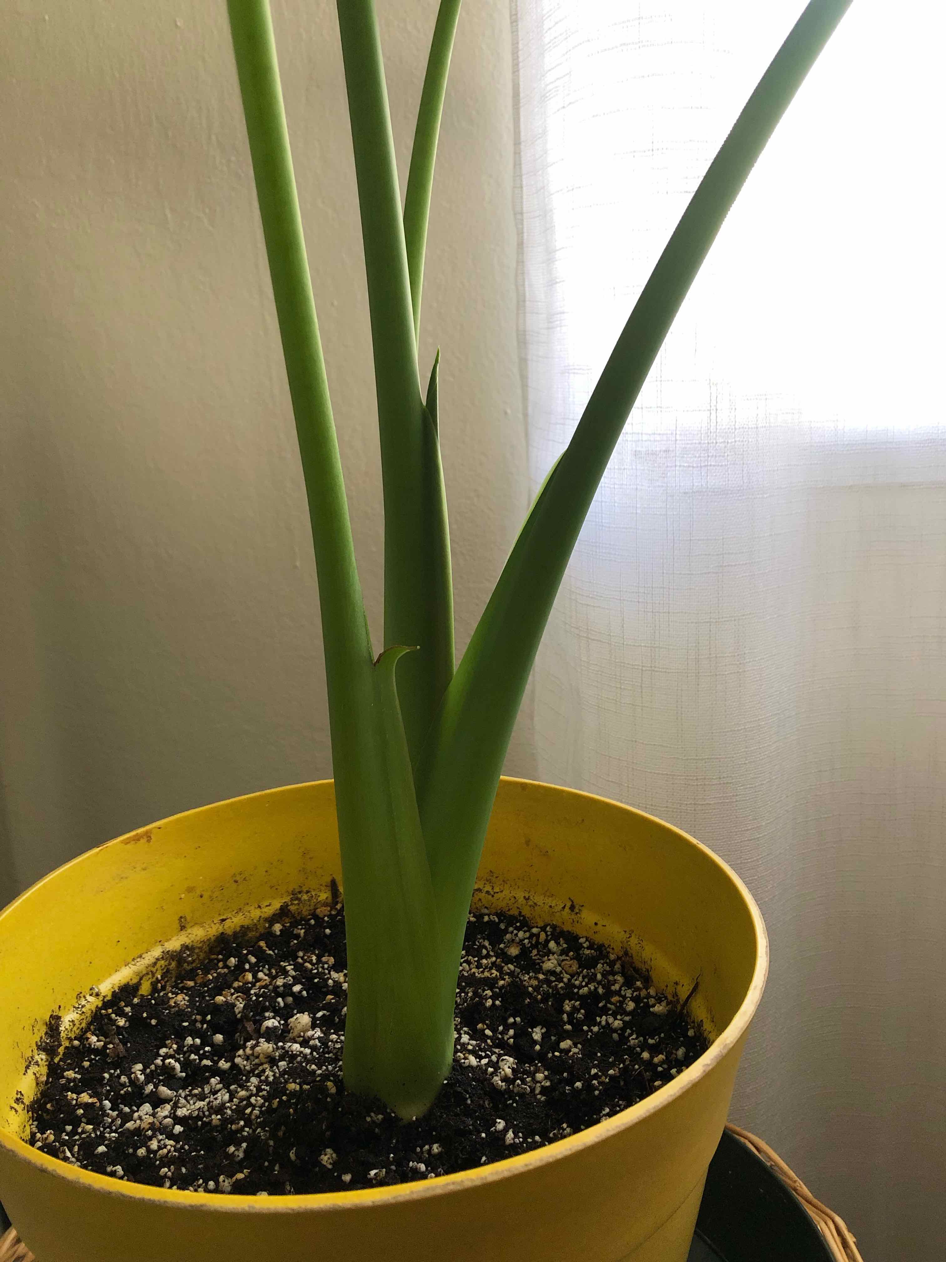 Calidora Elephant's Ear plant in a yellow pot with visible soil and green stems.