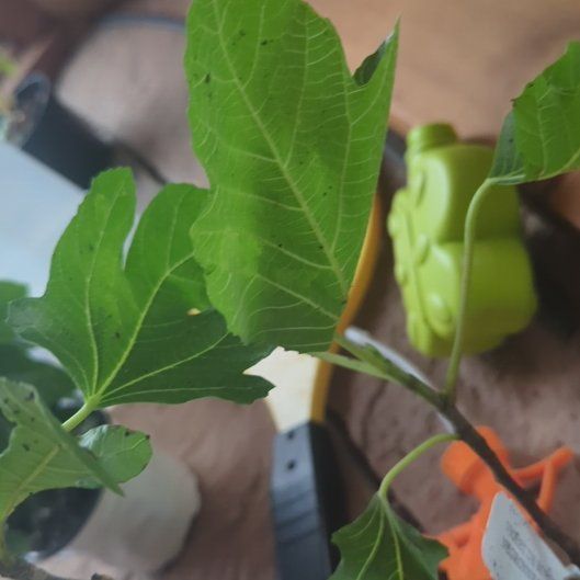 Photo of the plant species Negronne Fig by @ZingExotichoya named Messi on Greg, the plant care app
