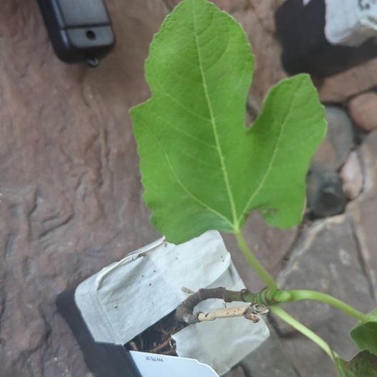 Photo of the plant species LSU Purple Fig by @ZingExotichoya named Bodhi on Greg, the plant care app