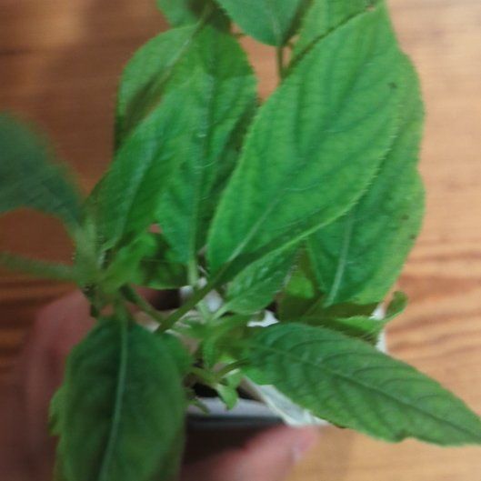 Photo of the plant species Hardy Kiwi Vine by @ZingExotichoya named Taylor Swift on Greg, the plant care app