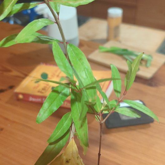 Photo of the plant species Wonderful Pomegranate by @ZingExotichoya named Terra on Greg, the plant care app