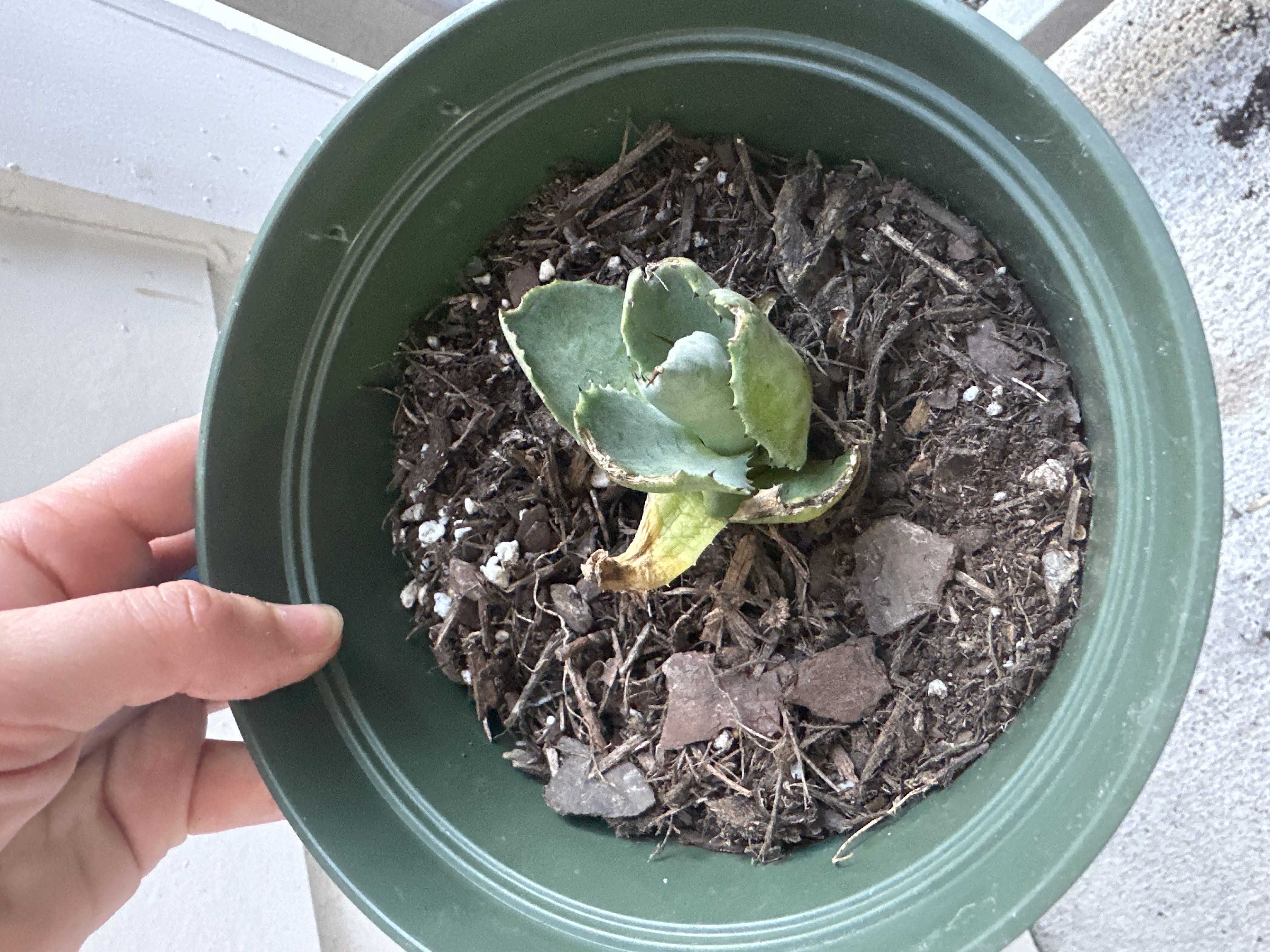 Photo from the post