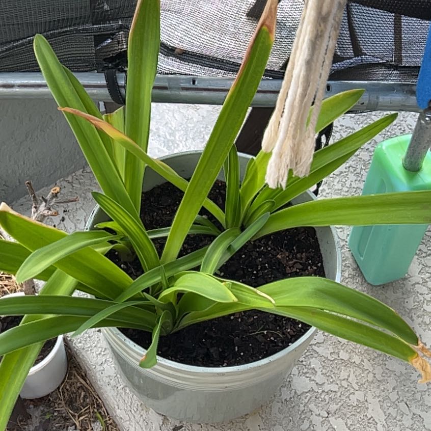 Photo of the plant species African Lily by @Adrycus named Ronaldo on Greg, the plant care app