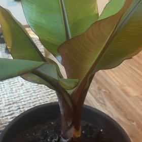 Captain Plant-it