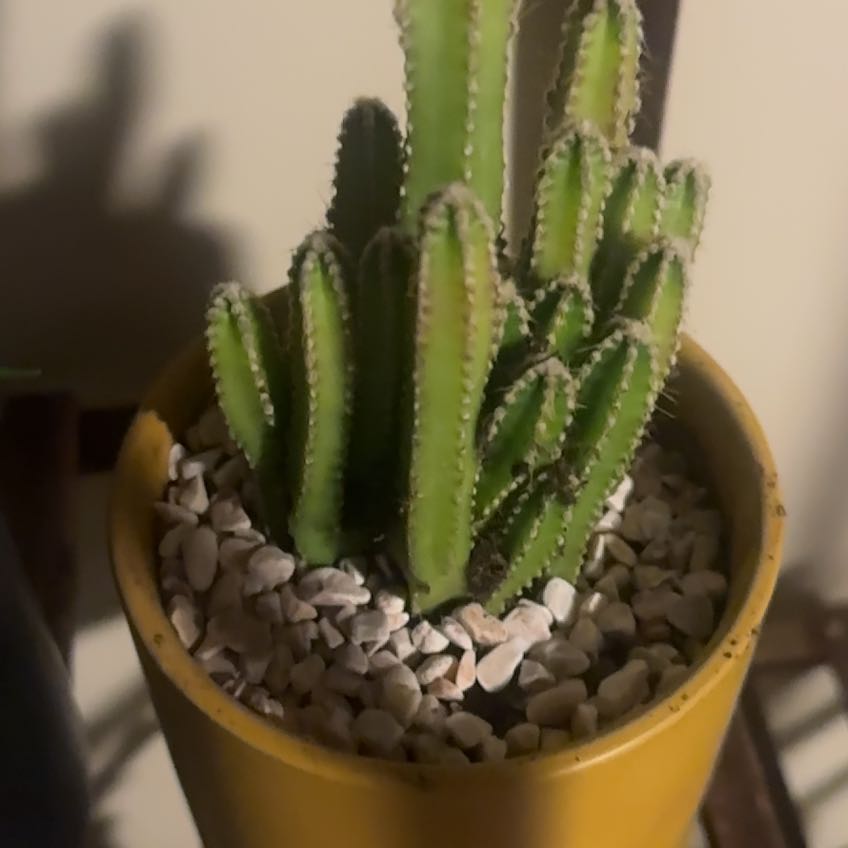 Photo of the plant species Variegated Fairy Castle by @AceWitchhazel96 named Osmo on Greg, the plant care app