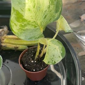 Photo of the plant species Harlequin Pothos by @AceWitchhazel96 named Denali on Greg, the plant care app