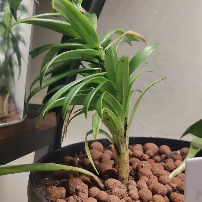 Photo of the plant species Asiatic Lily by @ManyChinesefir named Sproutacus on Greg, the plant care app