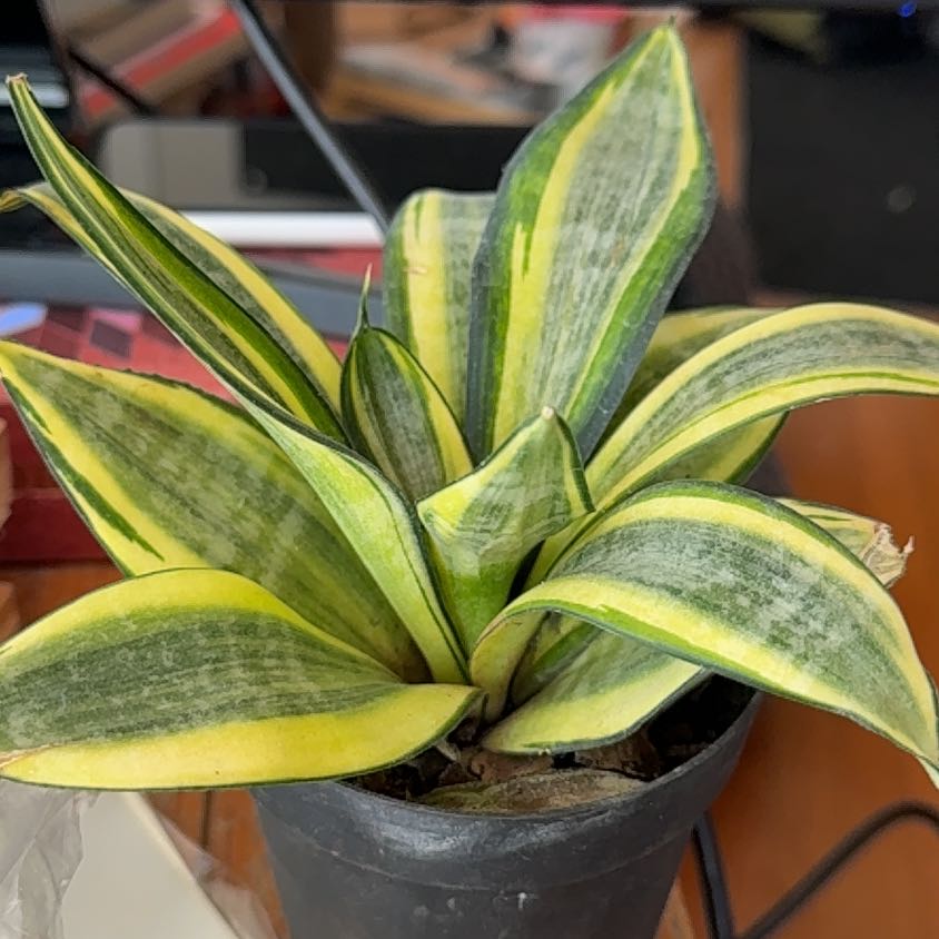 Photo of the plant species Sansevieria trifasciata 'Hahnii Golden' by @SassyBeachrose named Hemingway on Greg, the plant care app