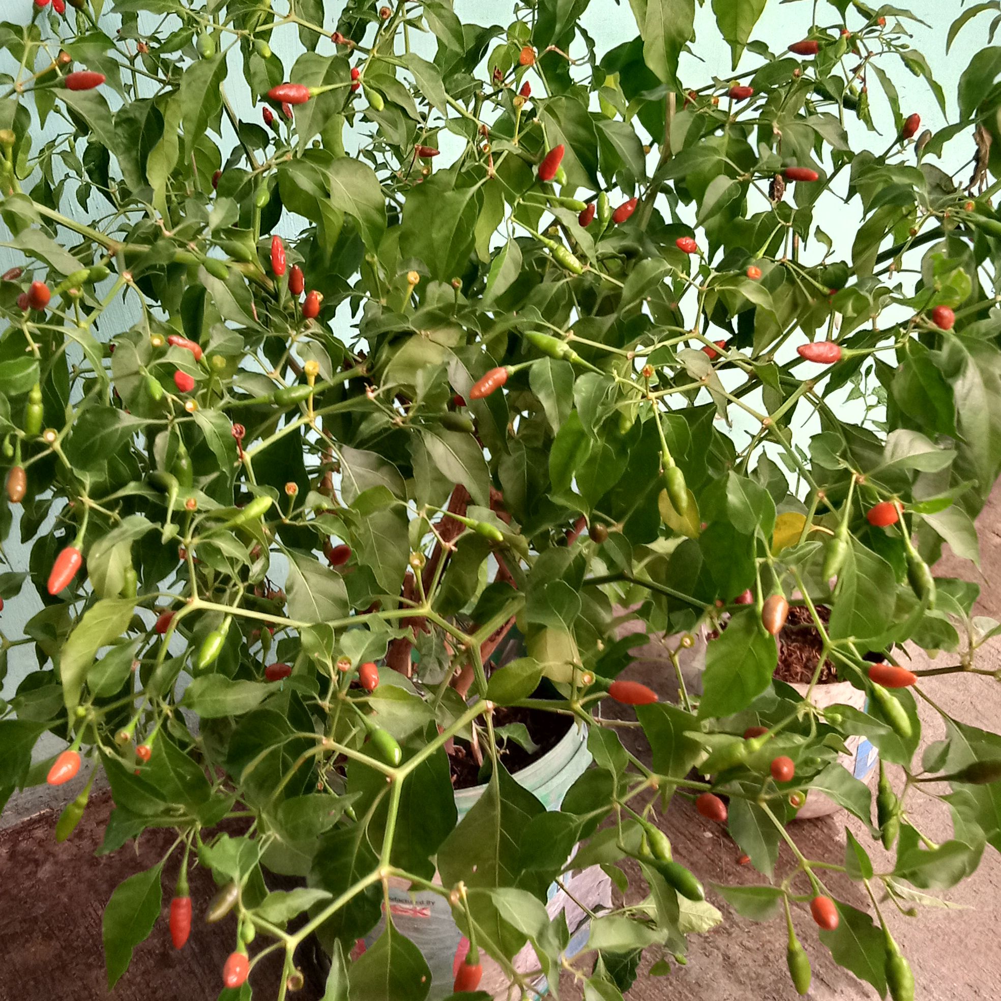 Photo of the plant species Hot Pepper by @IconMistflower named Macke on Greg, the plant care app