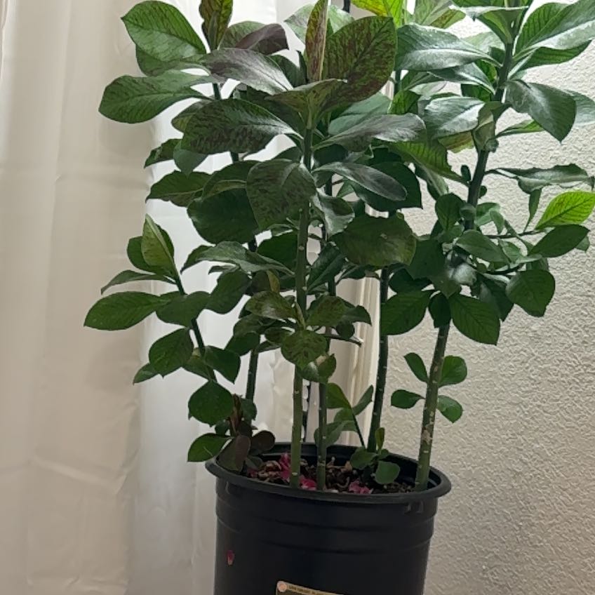 Plant care for African Milk Bush on Greg, the plant care app